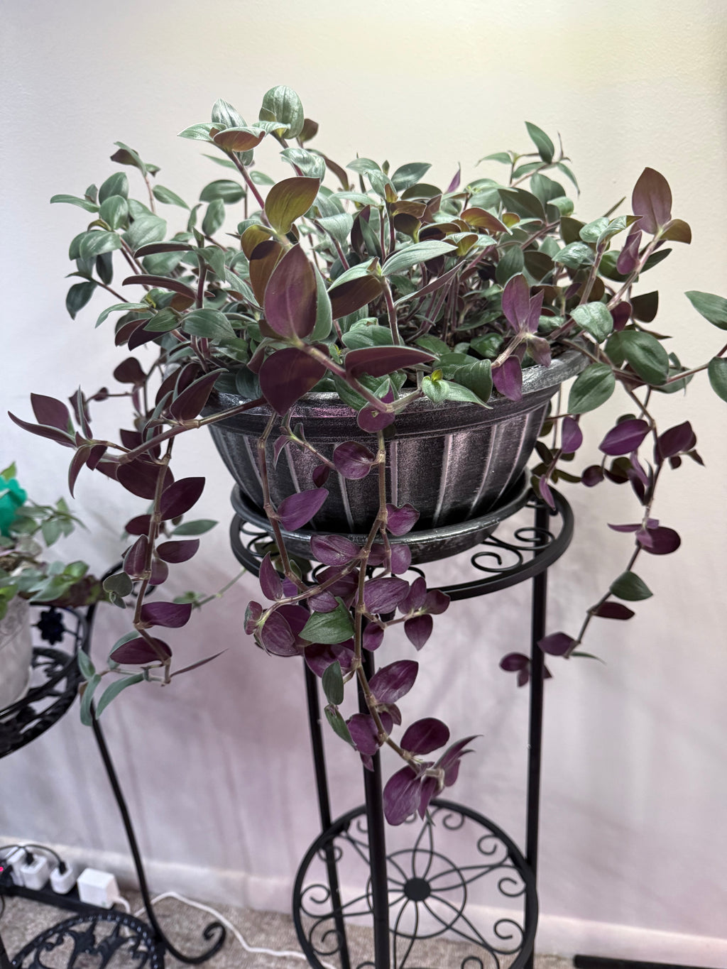 Baby Bunny Bellies Wandering Jew - 4 Fresh Cut-to-Order 6" Cuttings (Tradescantia)