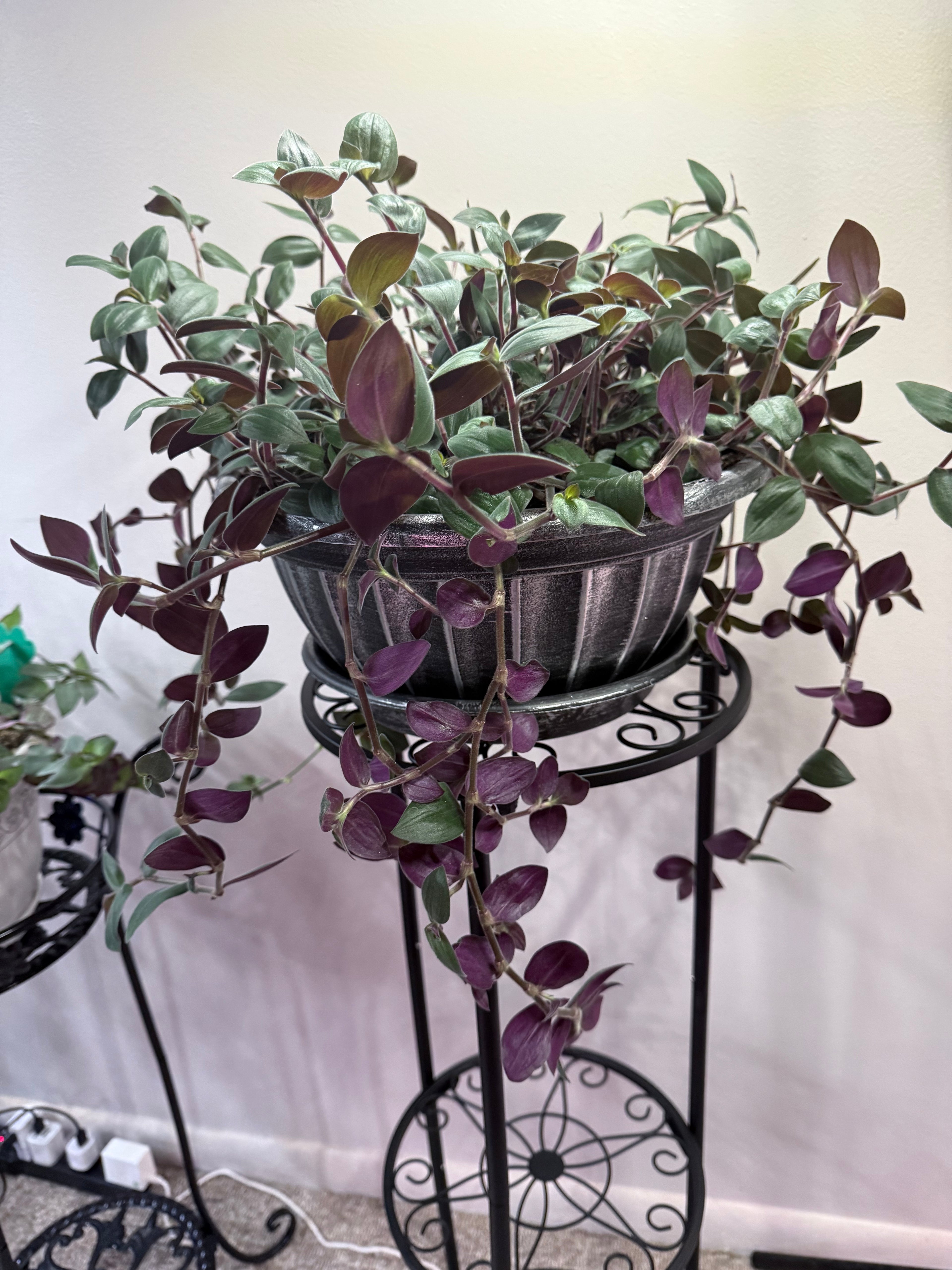 Baby Bunny Bellies Wandering Jew - 4 Fresh Cut-to-Order 6" Cuttings (Tradescantia)