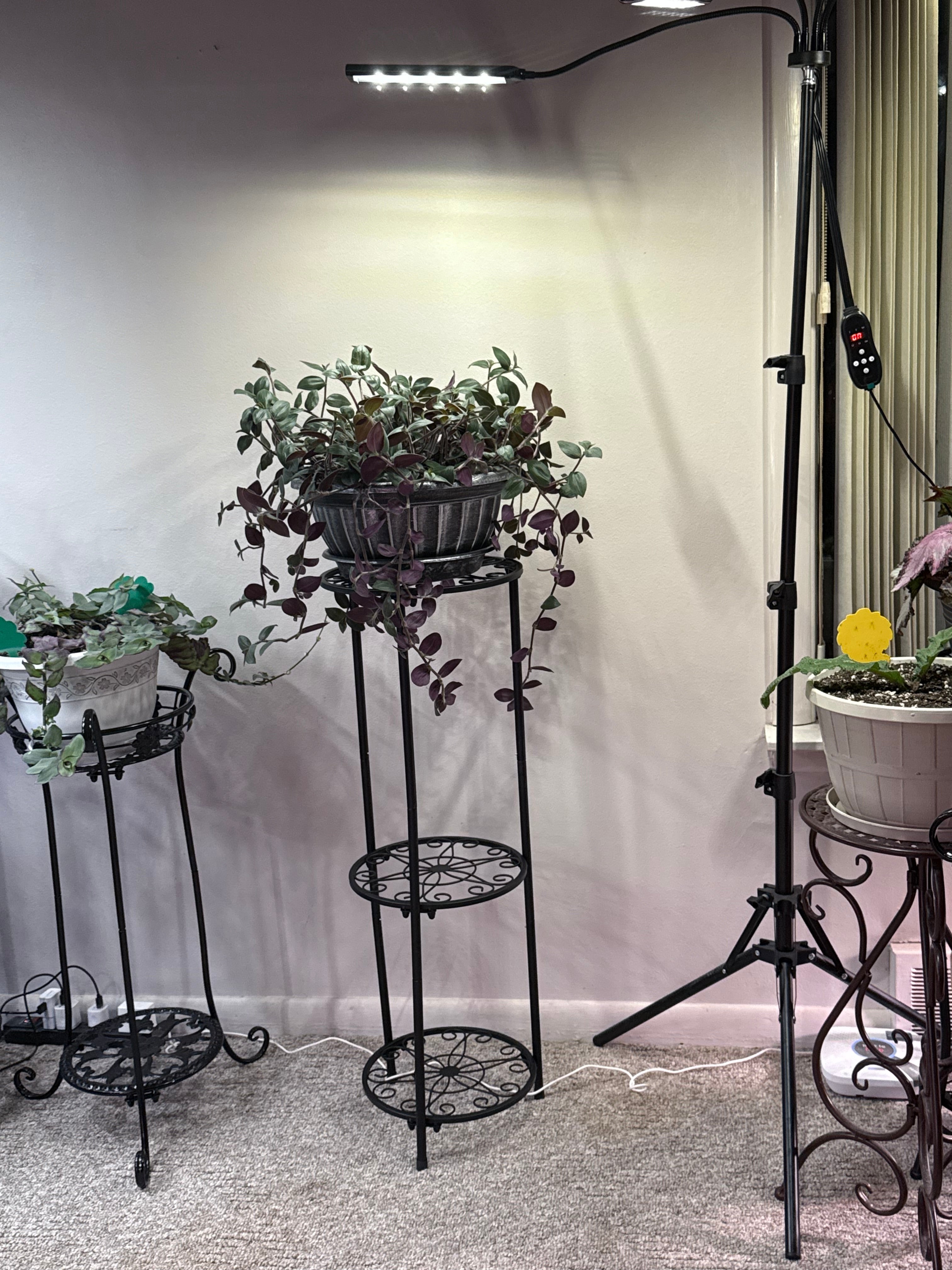 Baby Bunny Bellies Wandering Jew - 4 Fresh Cut-to-Order 6" Cuttings (Tradescantia)