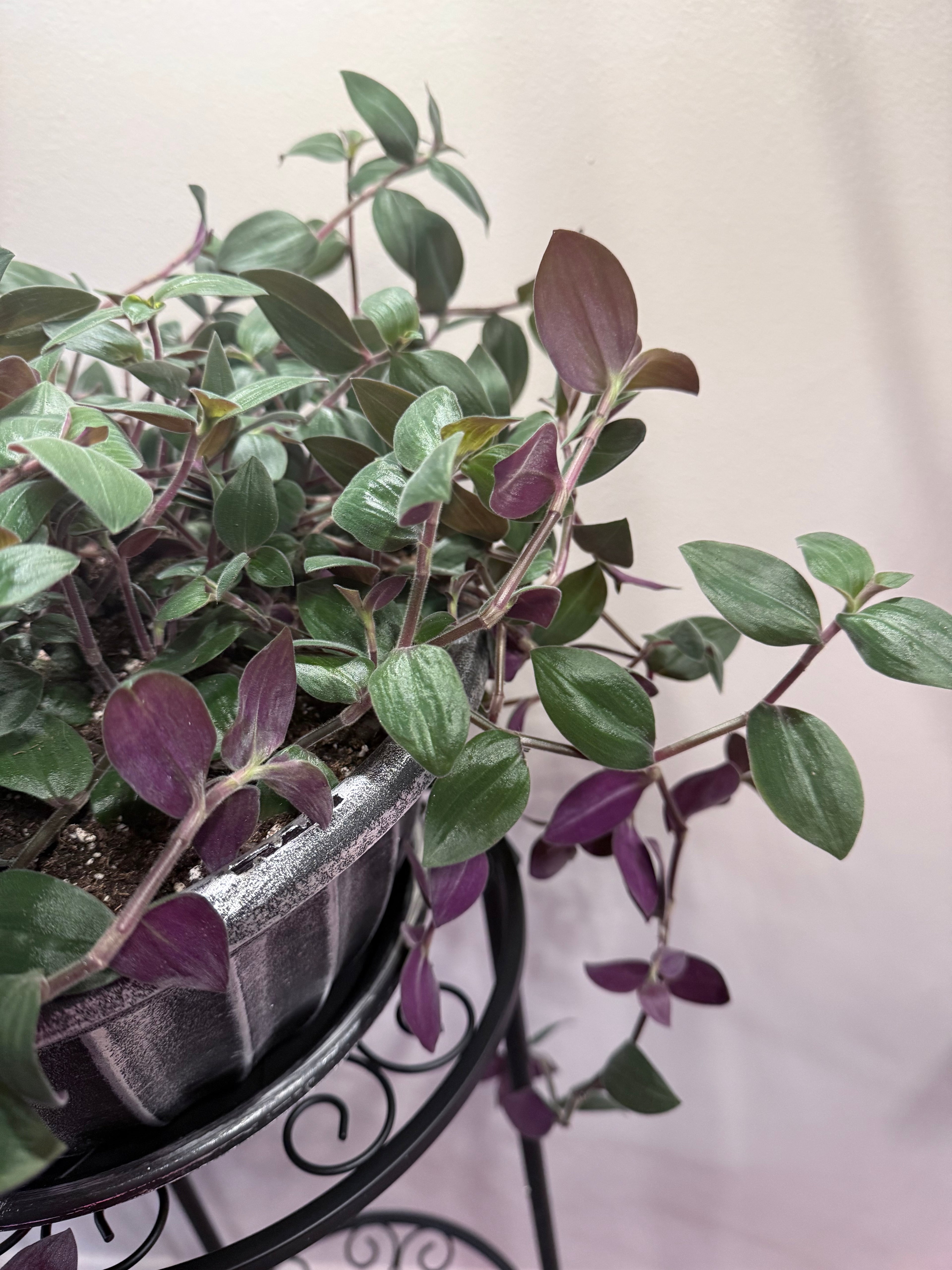 Baby Bunny Bellies Wandering Jew - 4 Fresh Cut-to-Order 6" Cuttings (Tradescantia)